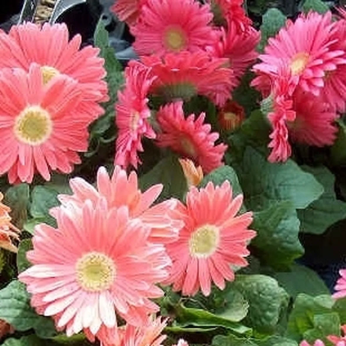 fiori per nozze argento-oro