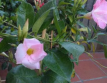 fiori per nozze