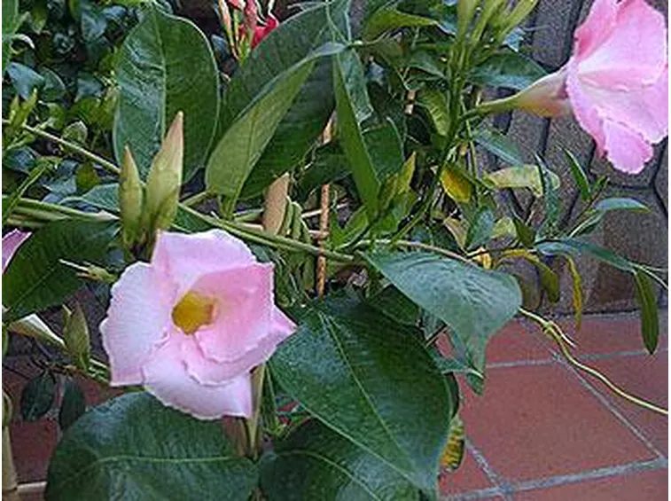 fiori per nozze