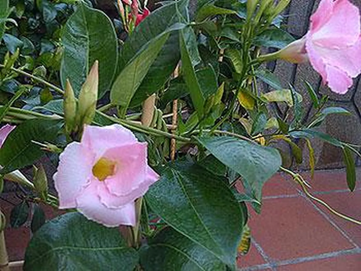 fiori per nozze