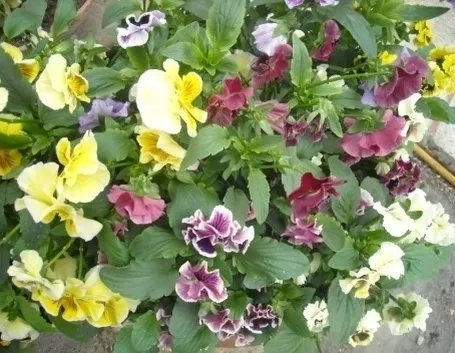 fiori per regalo