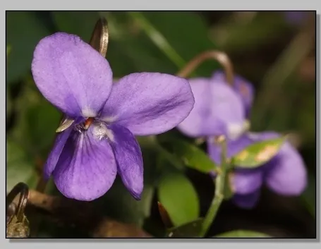 invio fiori Giugliano in Campania