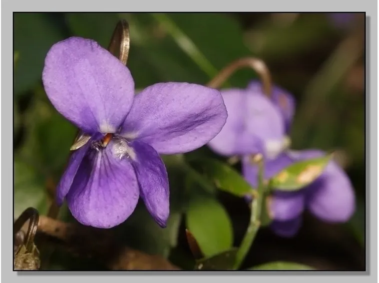 invio fiori Giugliano in Campania