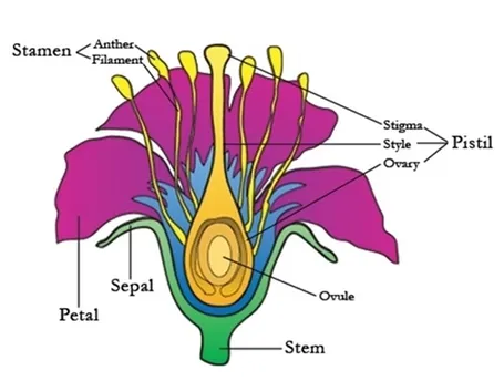 Il Corniolo da fiore
