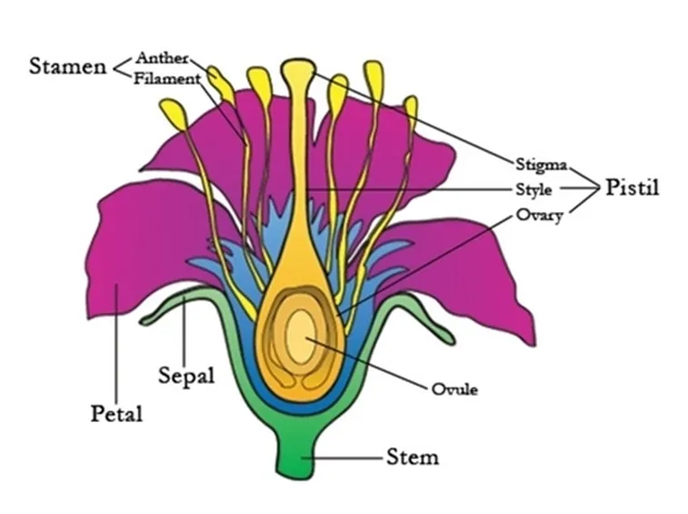 Il Corniolo da fiore