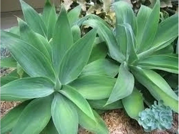 consegna piante-1