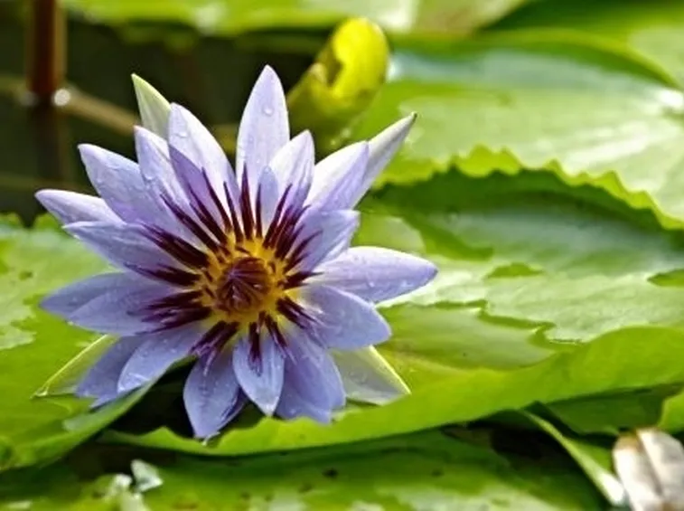 La nascita del fiore
