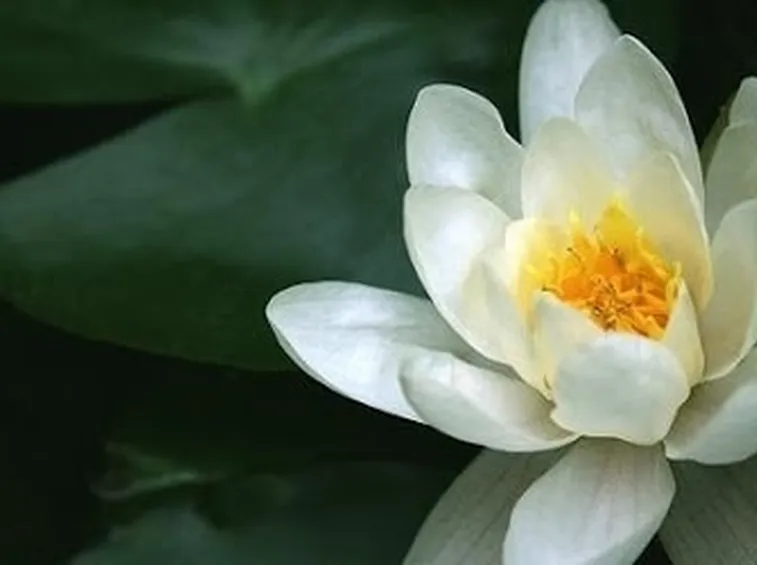 Un fiore, molteplici significati