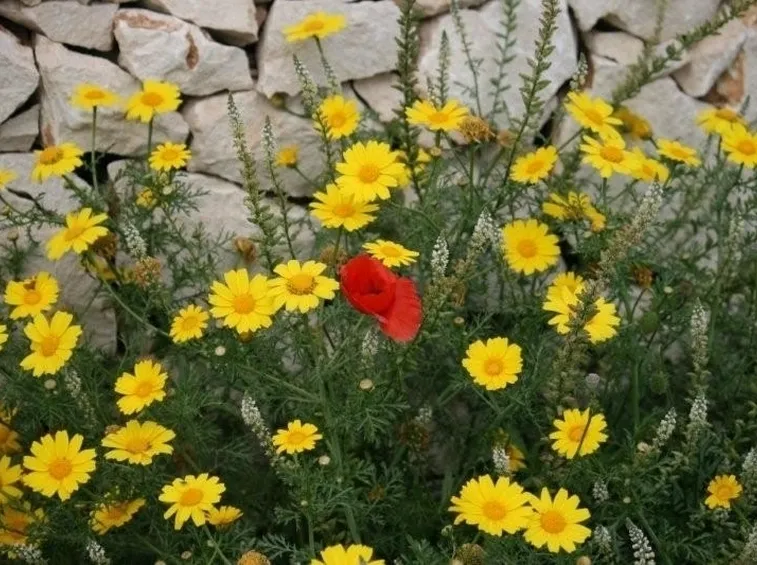 inviare fiori-14