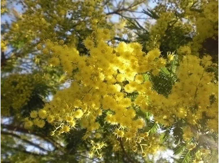 mimosa
