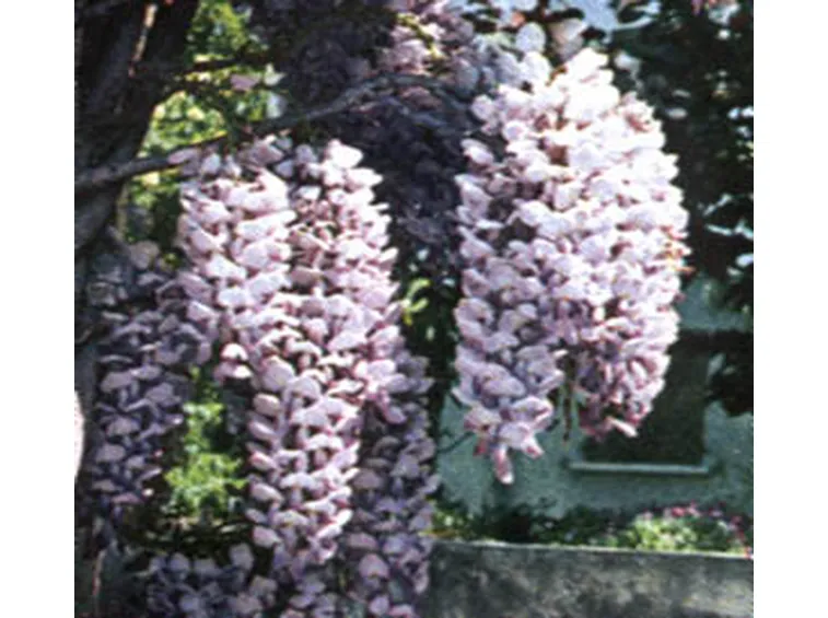 Composizione fiori-6