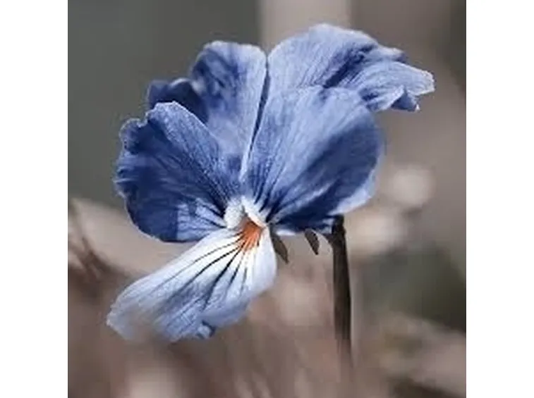 inviare fiori-1