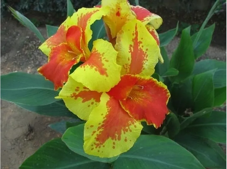 Composizione fiori-21