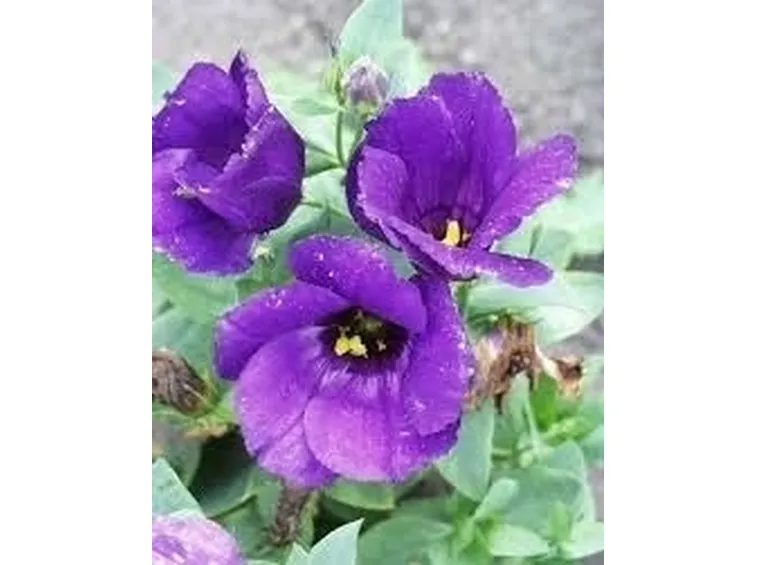 spedire fiori-16