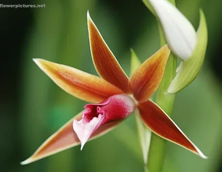 invio fiori per lui-1