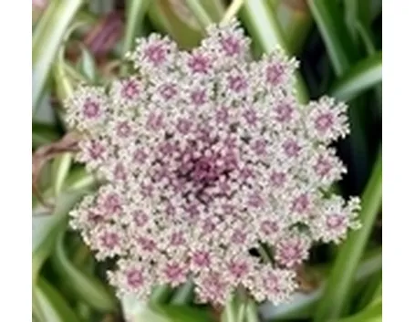 invio fiori per lutto-1
