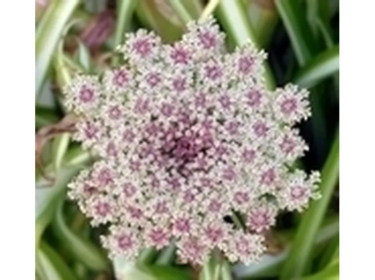 invio fiori per lutto-1