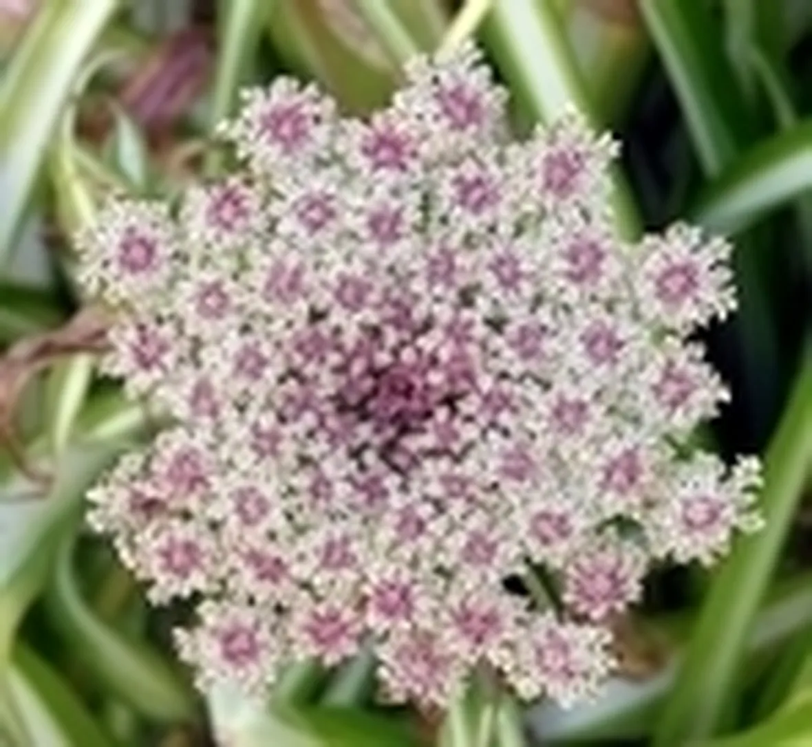 invio fiori per lutto-1