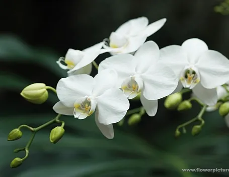 invio fiori per maggiore et?