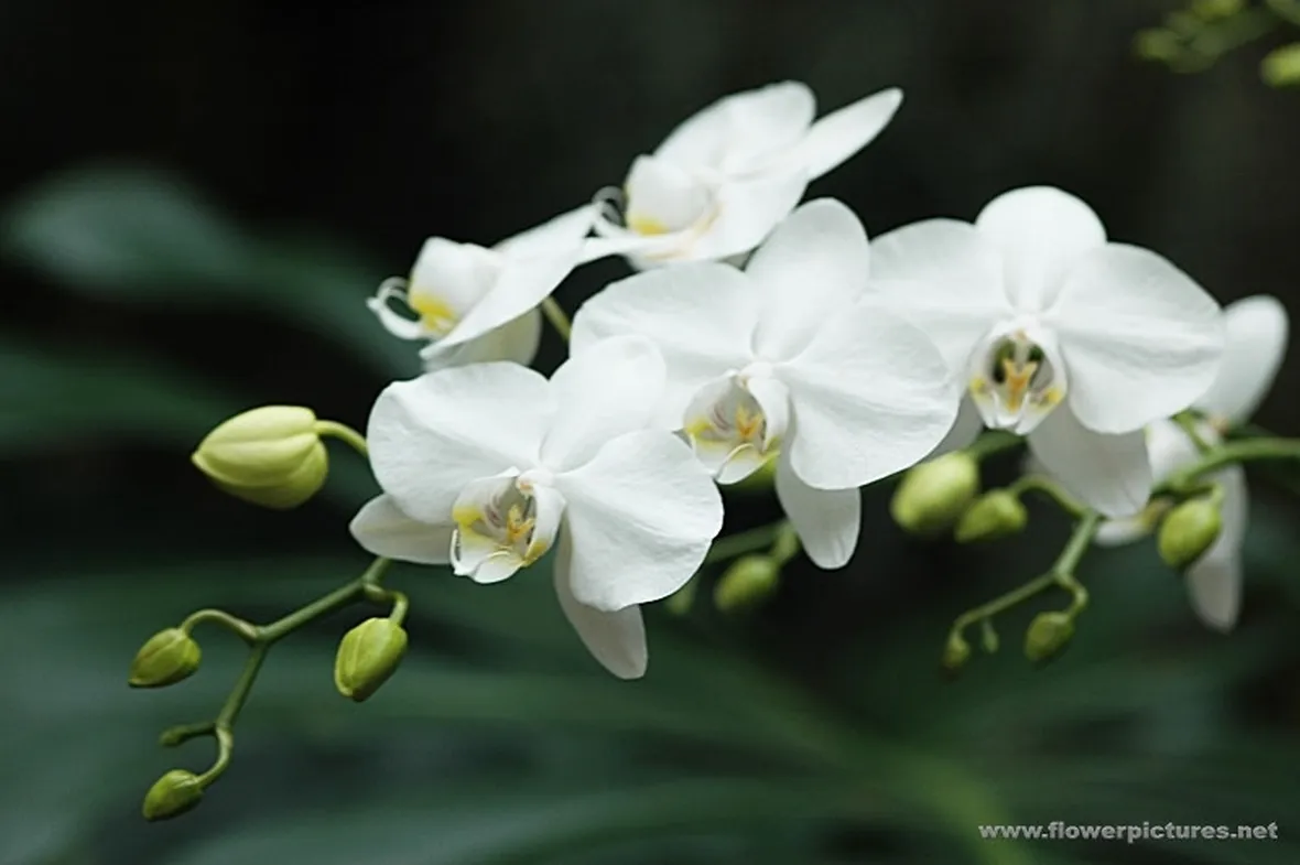 invio fiori per maggiore et?
