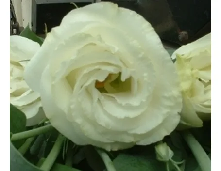 invio fiori per nozze argento-oro-1