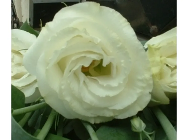 invio fiori per nozze argento-oro-1