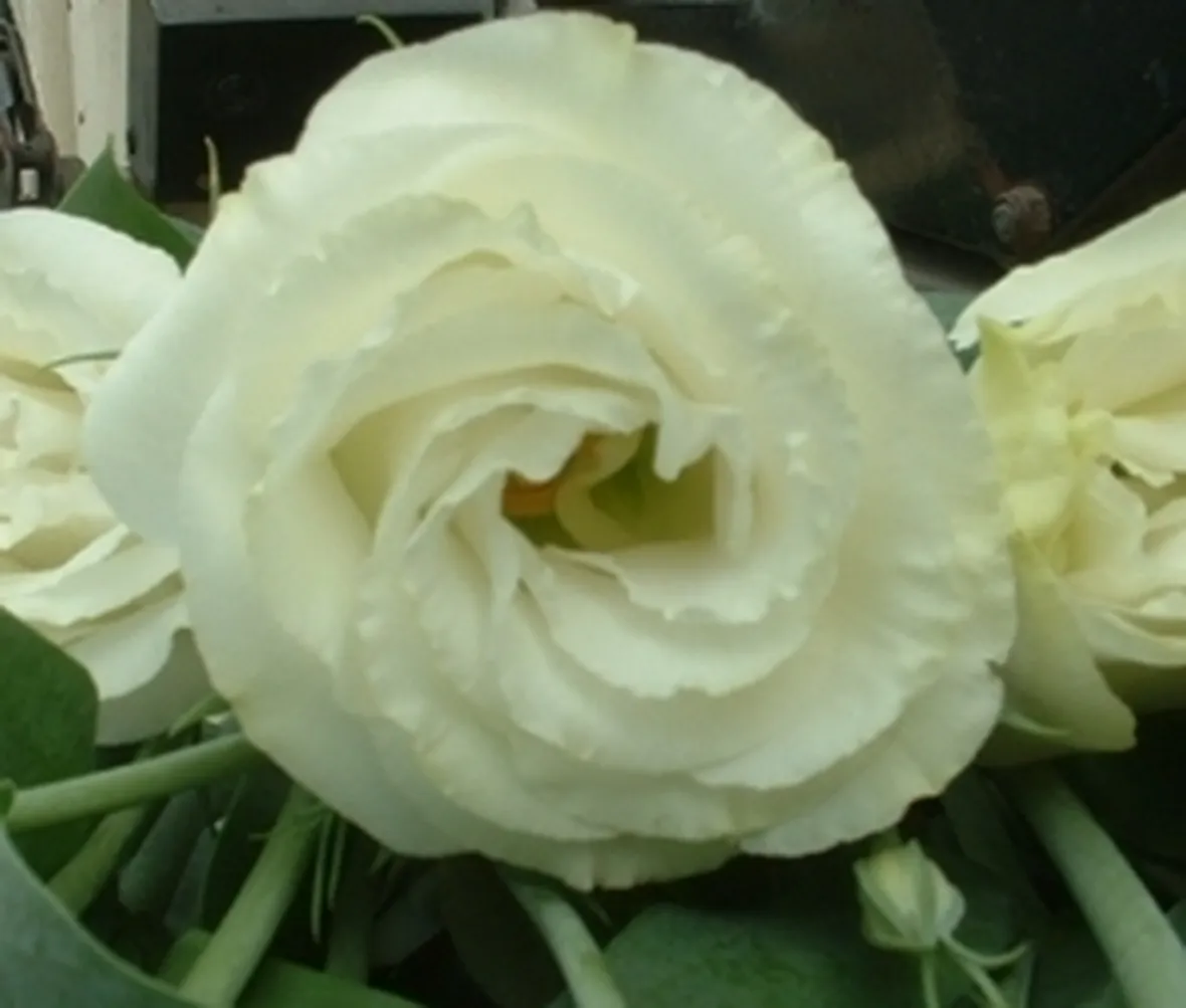 invio fiori per nozze argento-oro-1