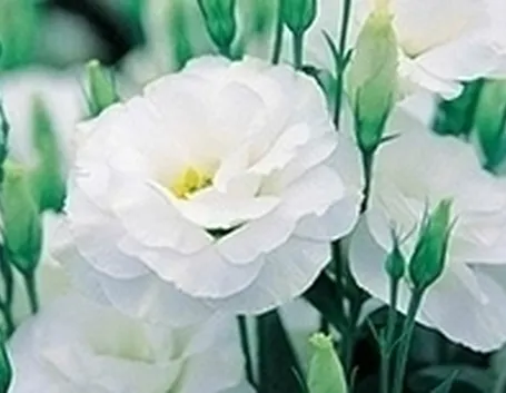 invio fiori per onomastico