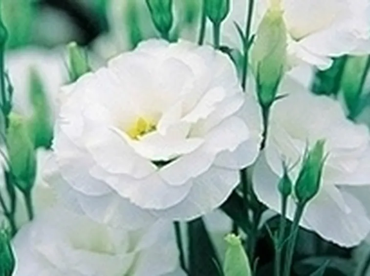 invio fiori per onomastico