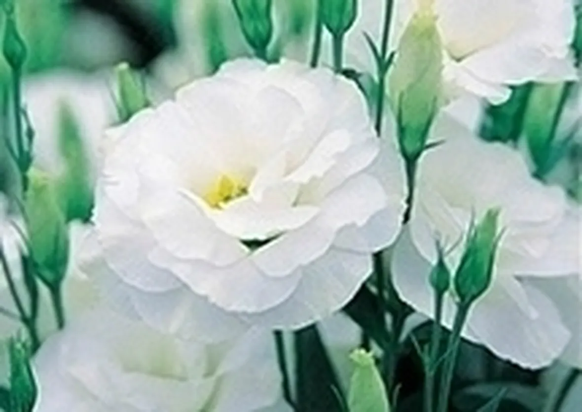 invio fiori per onomastico