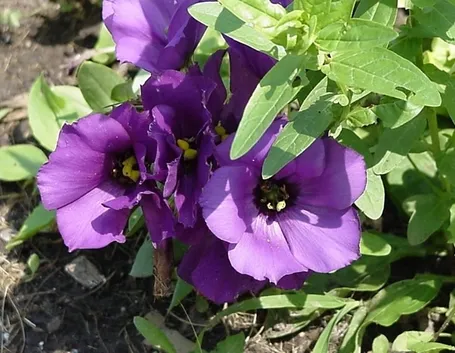 invio fiori per regalo