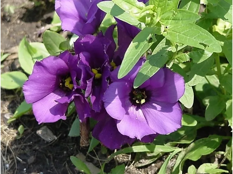 invio fiori per regalo
