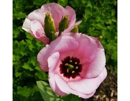 invio fiori per ringraziamenti-1