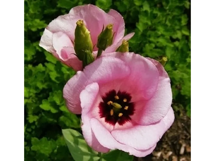invio fiori per ringraziamenti-1