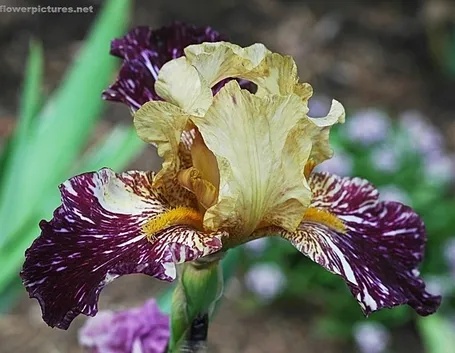 invio fiori Sassari