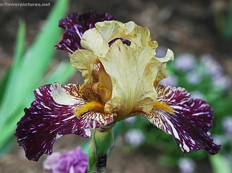 invio fiori Sassari