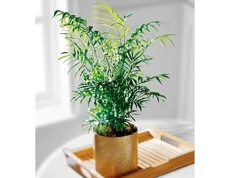 Bari fiori
