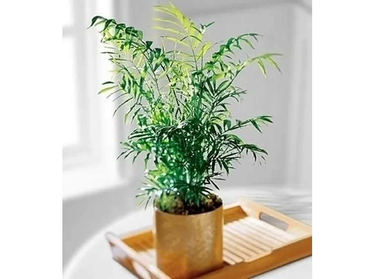 Bari fiori