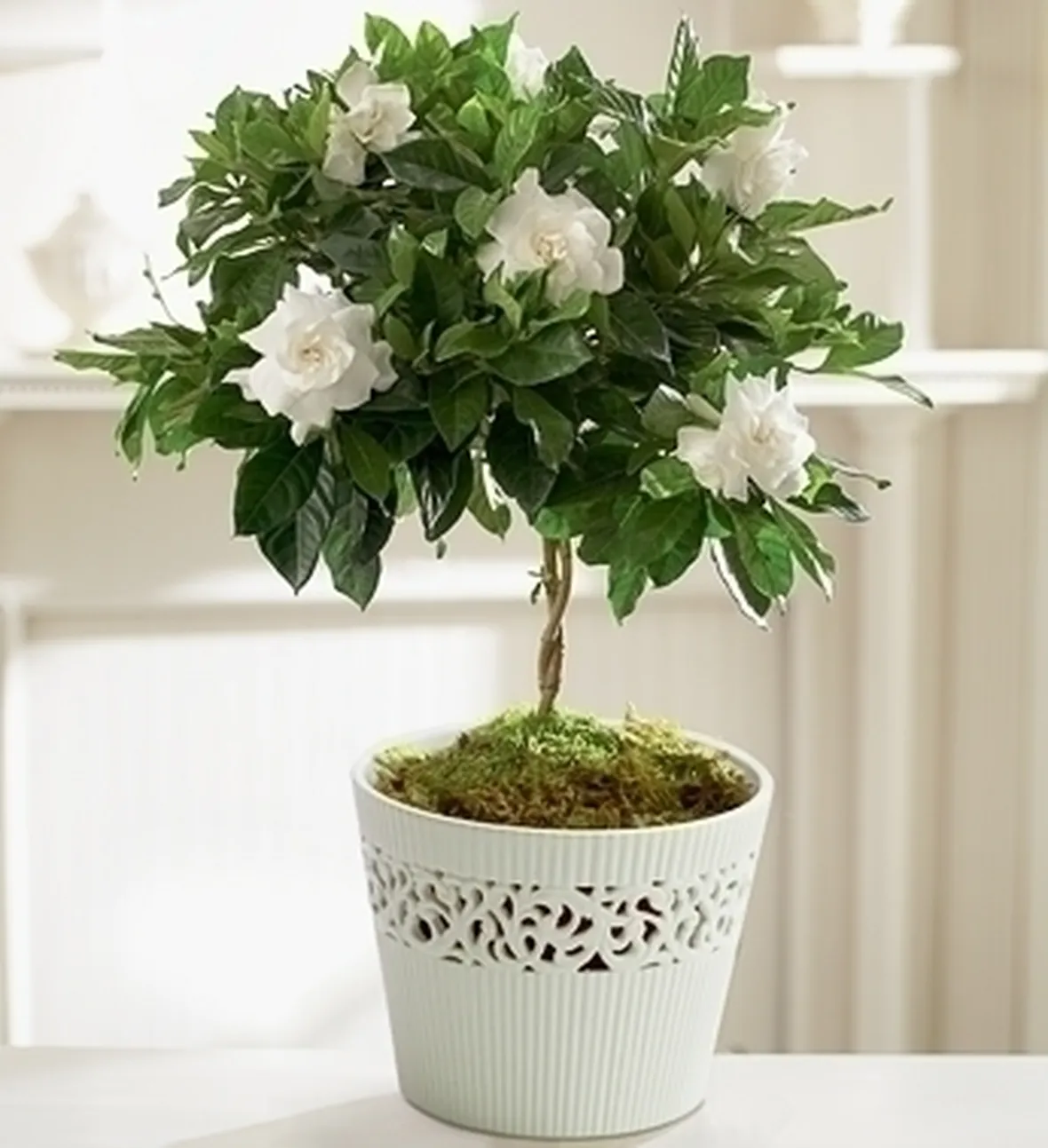 consegna fiori per condoglianze