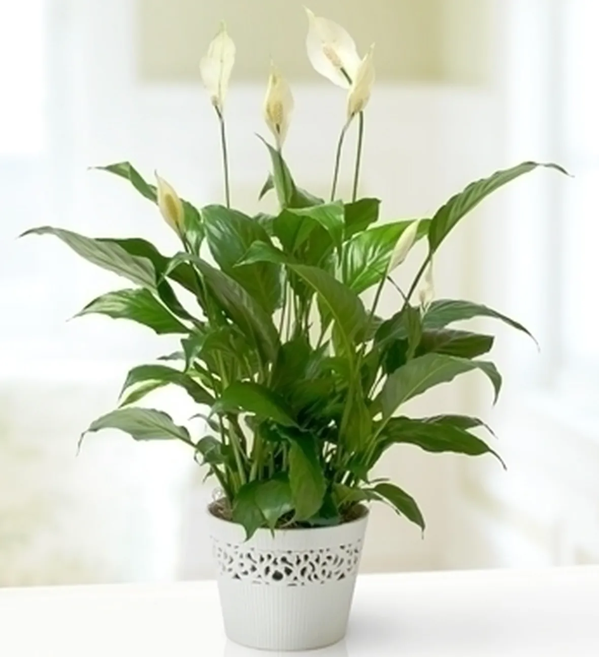 consegna fiori per congratulazioni