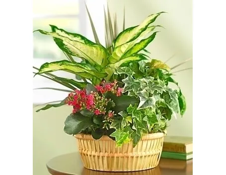 fiori per condoglianze
