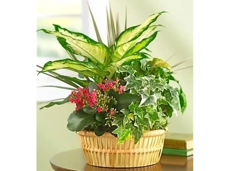 fiori per condoglianze