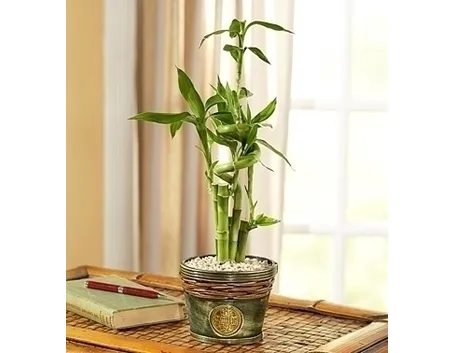 fiori per congratulazioni