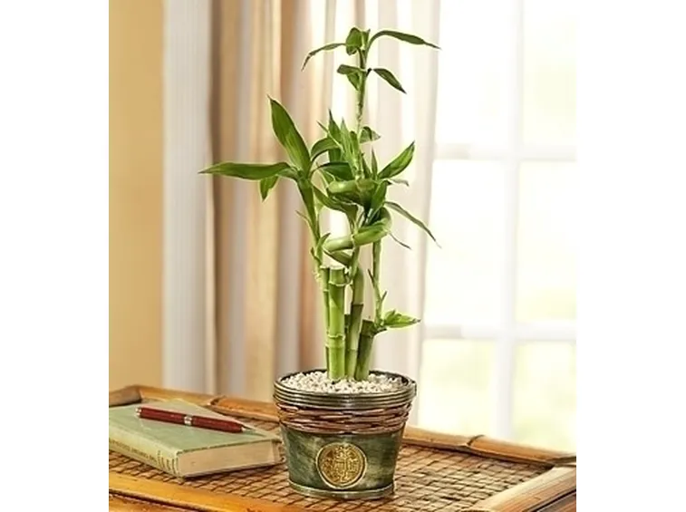 fiori per congratulazioni