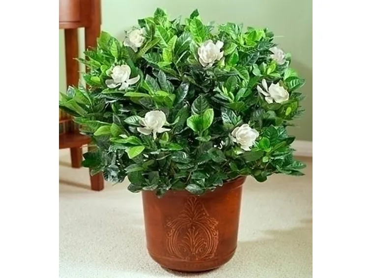inviare fiori Massa