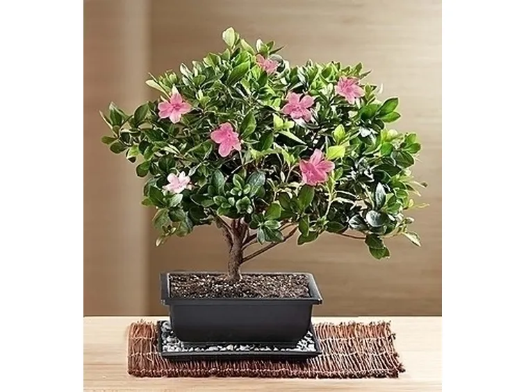 invio fiori per matrimonio