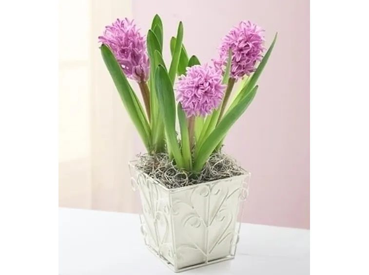 invio fiori per natale buon anno