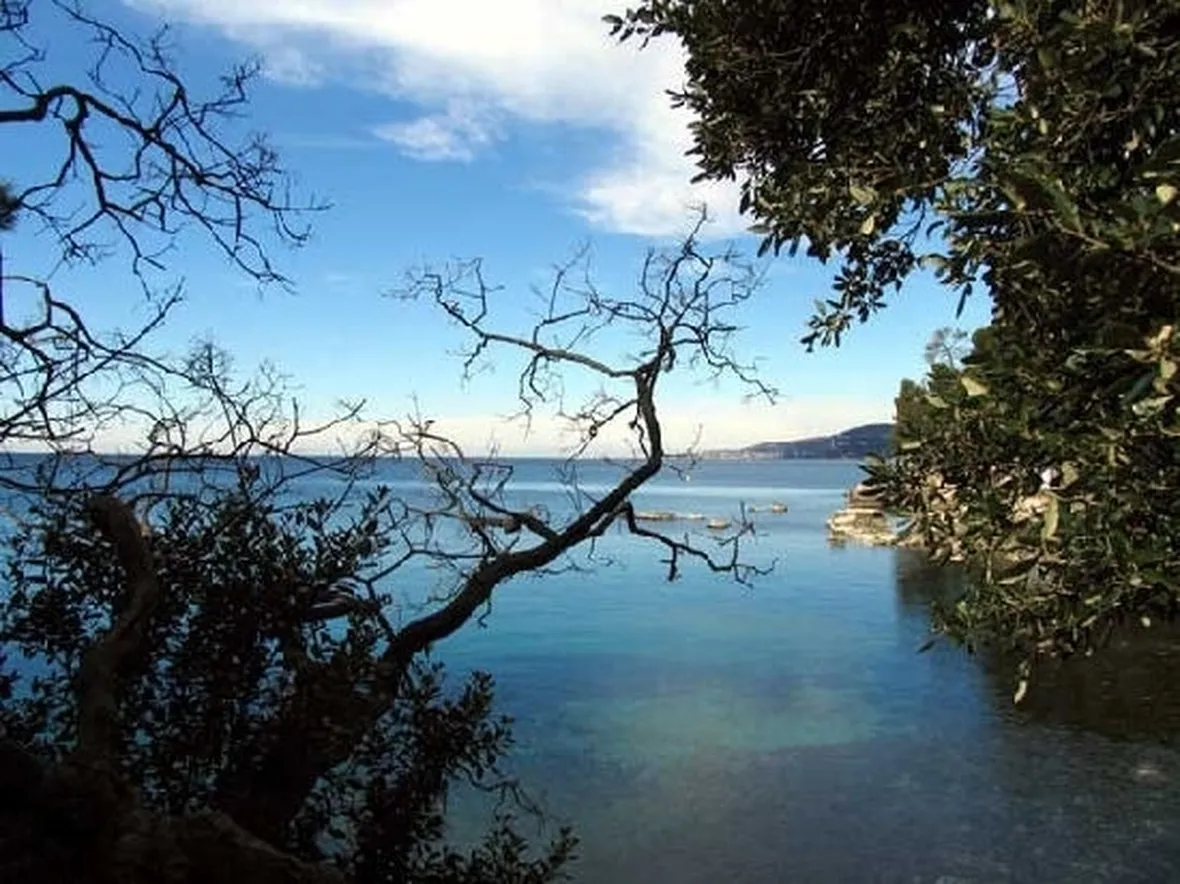 consegna fiori a domicilio Trieste