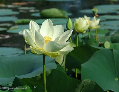 consegna fiori a Milano