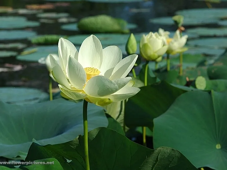consegna fiori a Milano